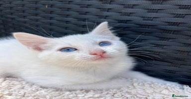Turkish Angora cats - Advert 1