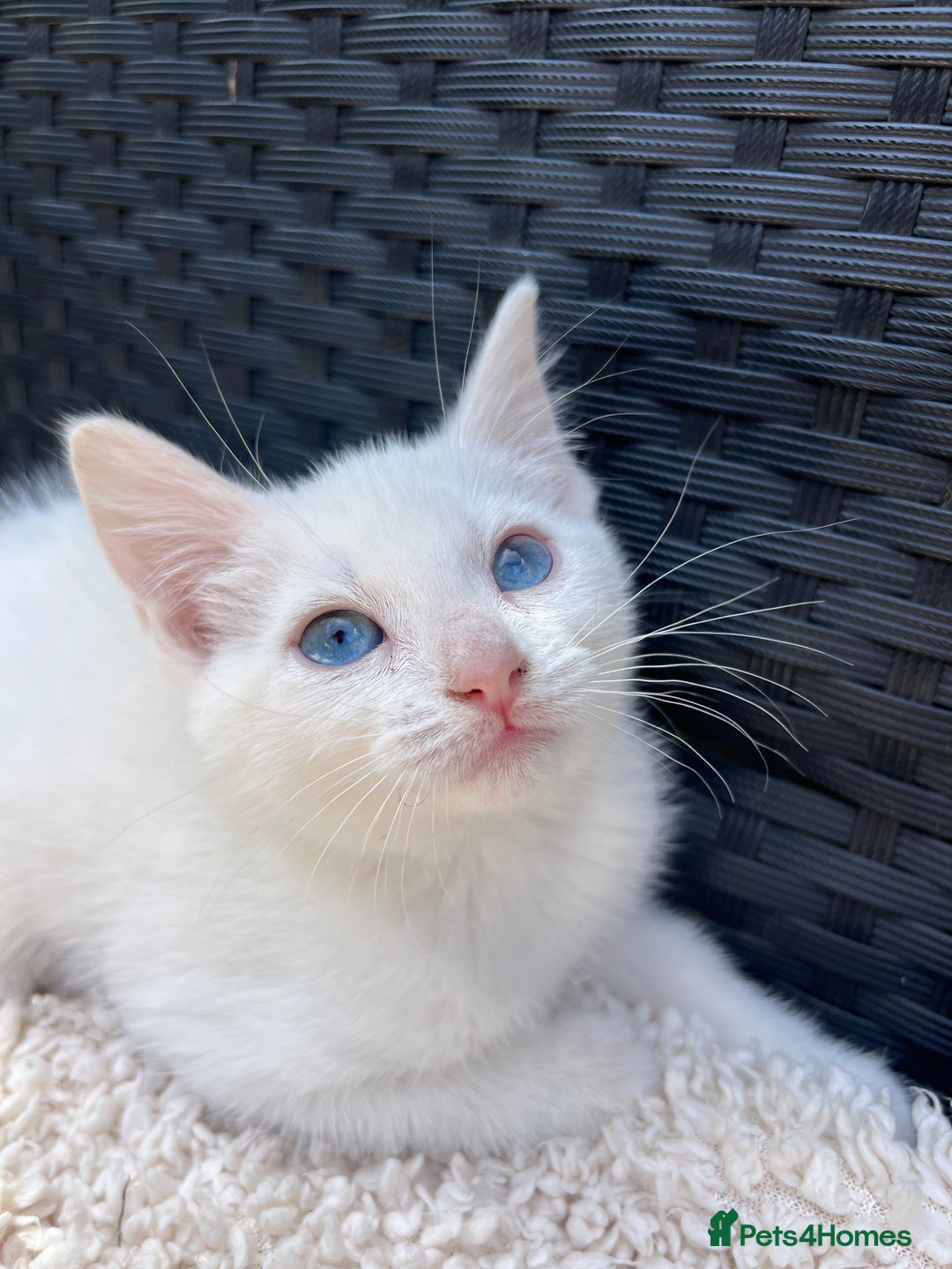 Turkish Angora cats for sale: ⭐️ Beautiful Turkish Angora X Bengal kittens ⭐️ - Image 6