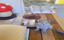 Russian Blue cats for sale: Russian Blue Kittens – Full Pedigree, TICA Parents - Image 7