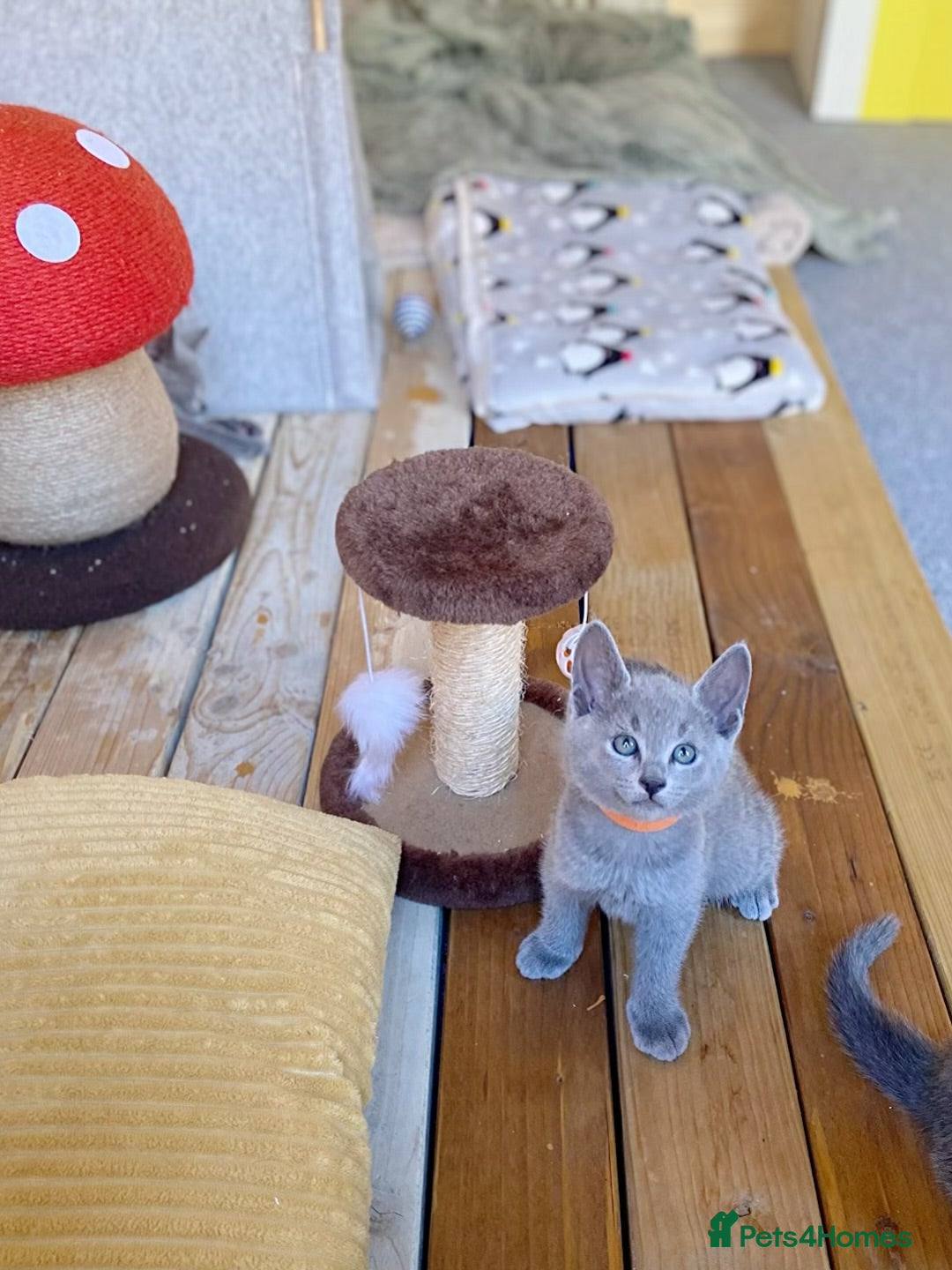 Russian Blue cats for sale: Russian Blue Kittens – Full Pedigree, TICA Parents - Image 7