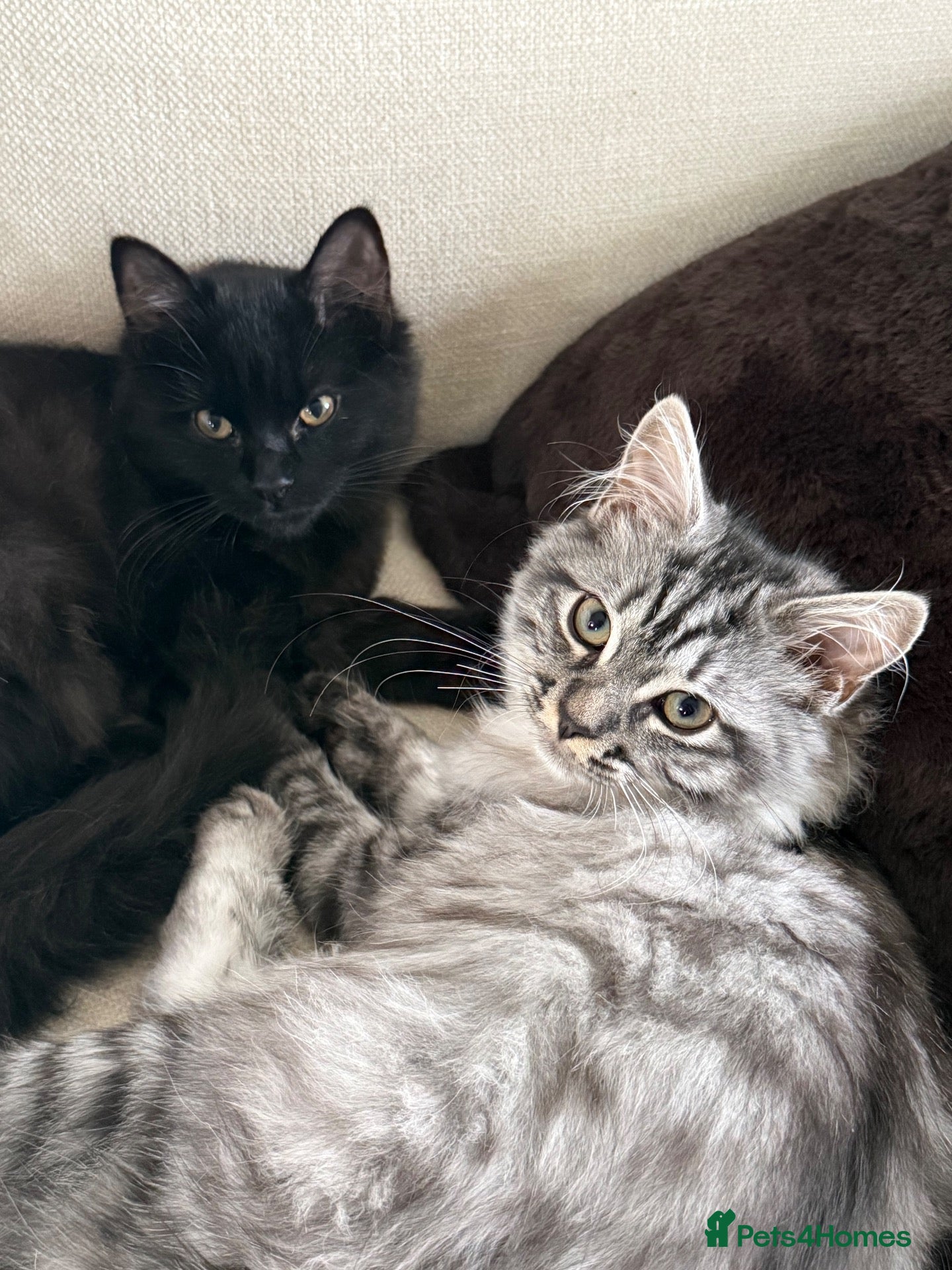 Mixed Breed cats 4 month old kitten brothers ragdoll/maine coon  - Advert 4