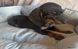 Miniature Dachshund dogs for sale: Miniature dachshund puppy’s  - Image 8
