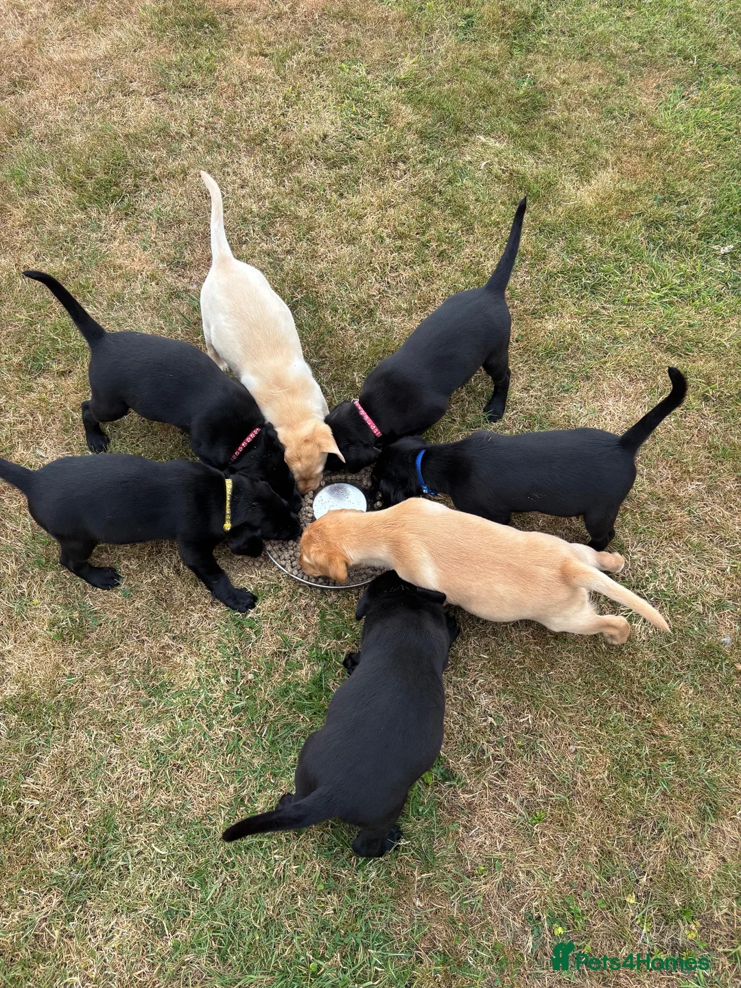 Labrador Retriever dogs for sale: One black bitch pup available in Knutsford - Advert 6
