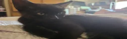 Mixed Breed cats for sale: 3 Brothers Looking For Homes - Advert 5