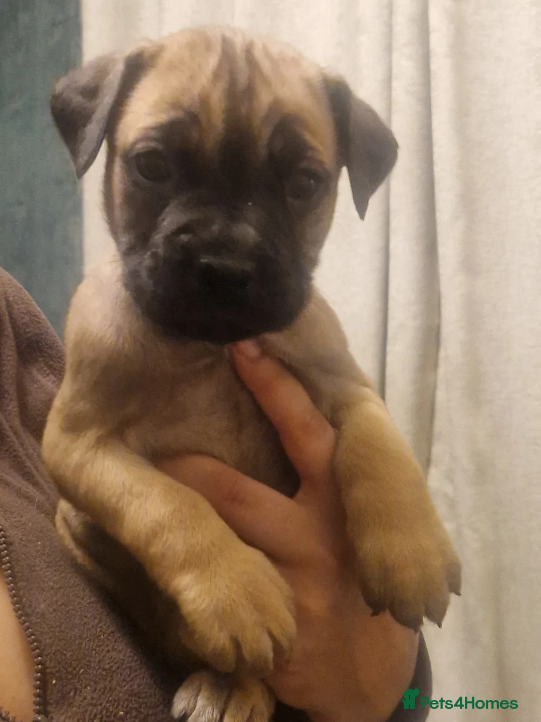 Cane Corso dogs for sale: Fawn cane corsos males £650 females £700 - Advert 1