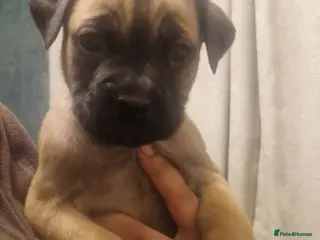 Cane Corso dogs Fawn cane corsos - Advert 19