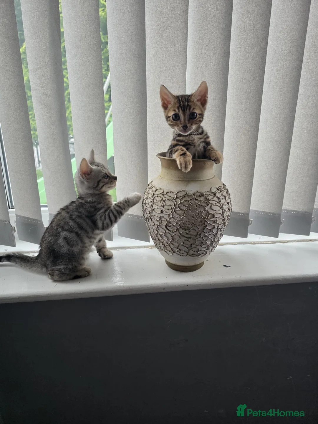 Bengal cats for sale: Bengal kittens in Liverpool - Advert 2