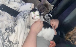 Mixed Breed cats for sale: Female cat - free to good home  - Image 4