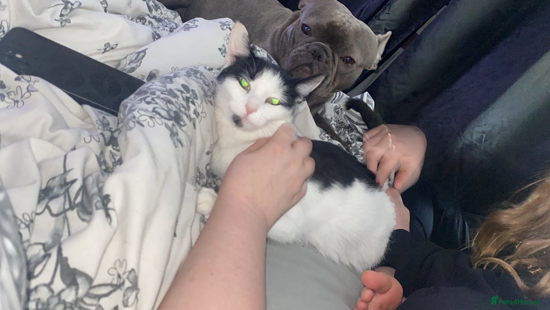 Mixed Breed cats for sale: Female cat - free to good home  - Image 4