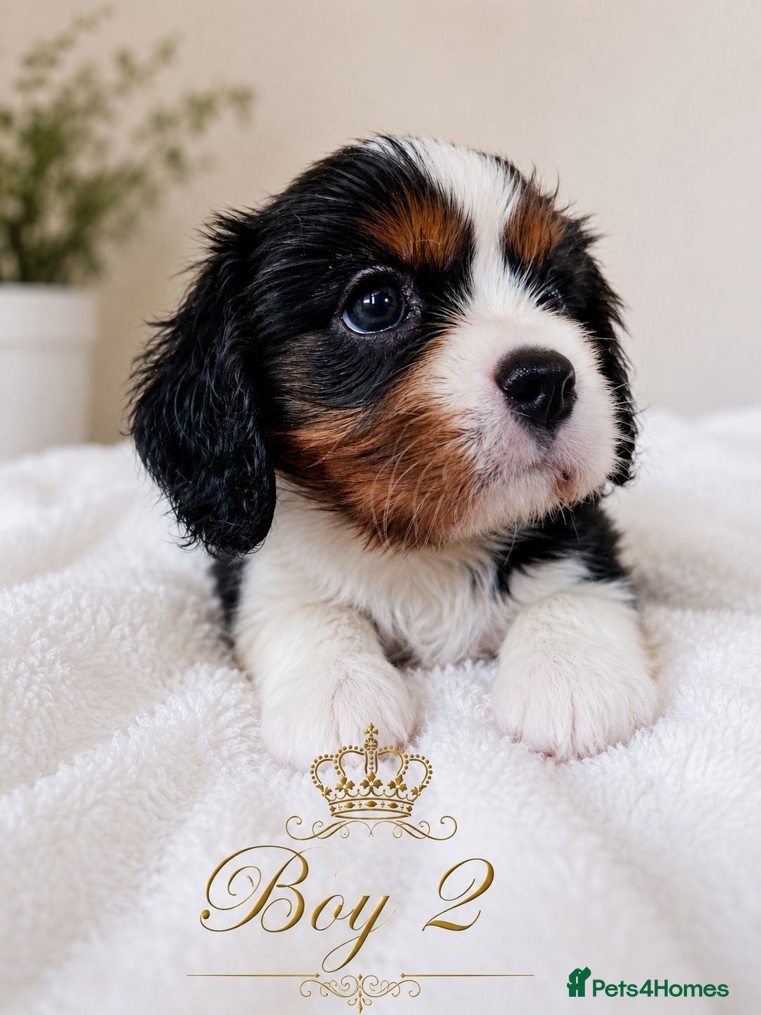 Cavalier King Charles Spaniel dogs 2 Tricolour Boys & 1 Blenheim Girl - Advert 1