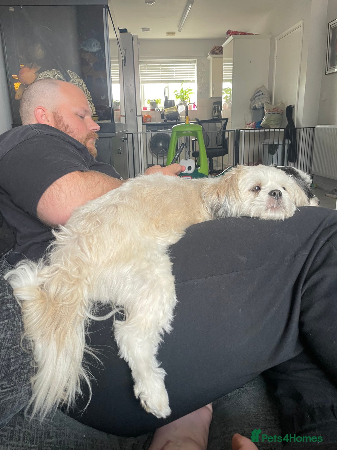 Lhasa Apso dogs for sale: beautiful female lhasa  - Advert 3