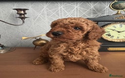 Toy Poodle dogs for sale: Red Toy poodle  - Image 7