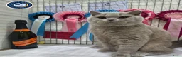 British Shorthair cats for stud: Exclusive Russian Bloodlines British SH Lilac Stud - Advert 8