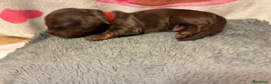 Red collar-Sonny