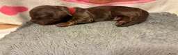 Miniature Dachshund dogs for sale: Long haired Miniature Dachshunds - Advert 12