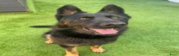 German Shepherd dogs for sale: Bruno German Shepherd  - Advert 13