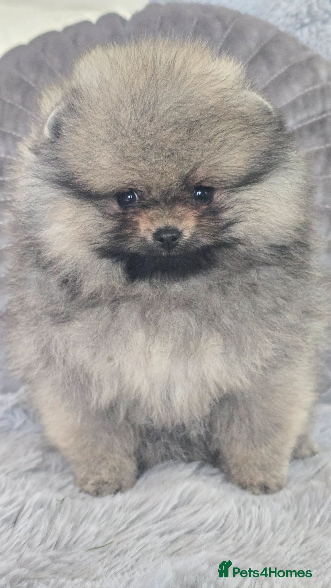 Pomeranian dogs *Beautiful pedegree pomeranian pups* - Advert 6