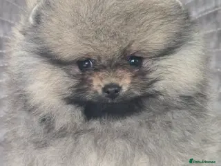 Pomeranian dogs *Beautiful pedegree pomeranian pups* - Advert 6