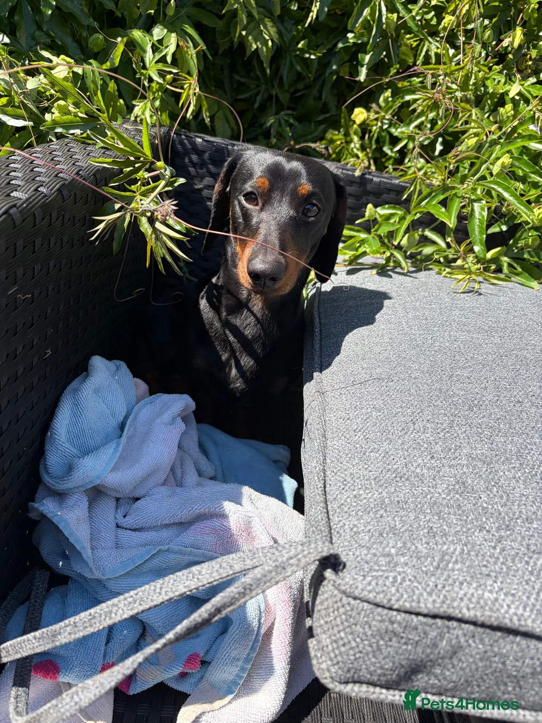 Dachshund dogs for sale: Beautiful male dachshund for sale  - Advert 2