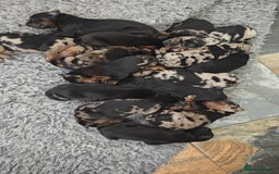 Mixed Breed dogs for sale: Beauceron/Doberman Pups - Image 2