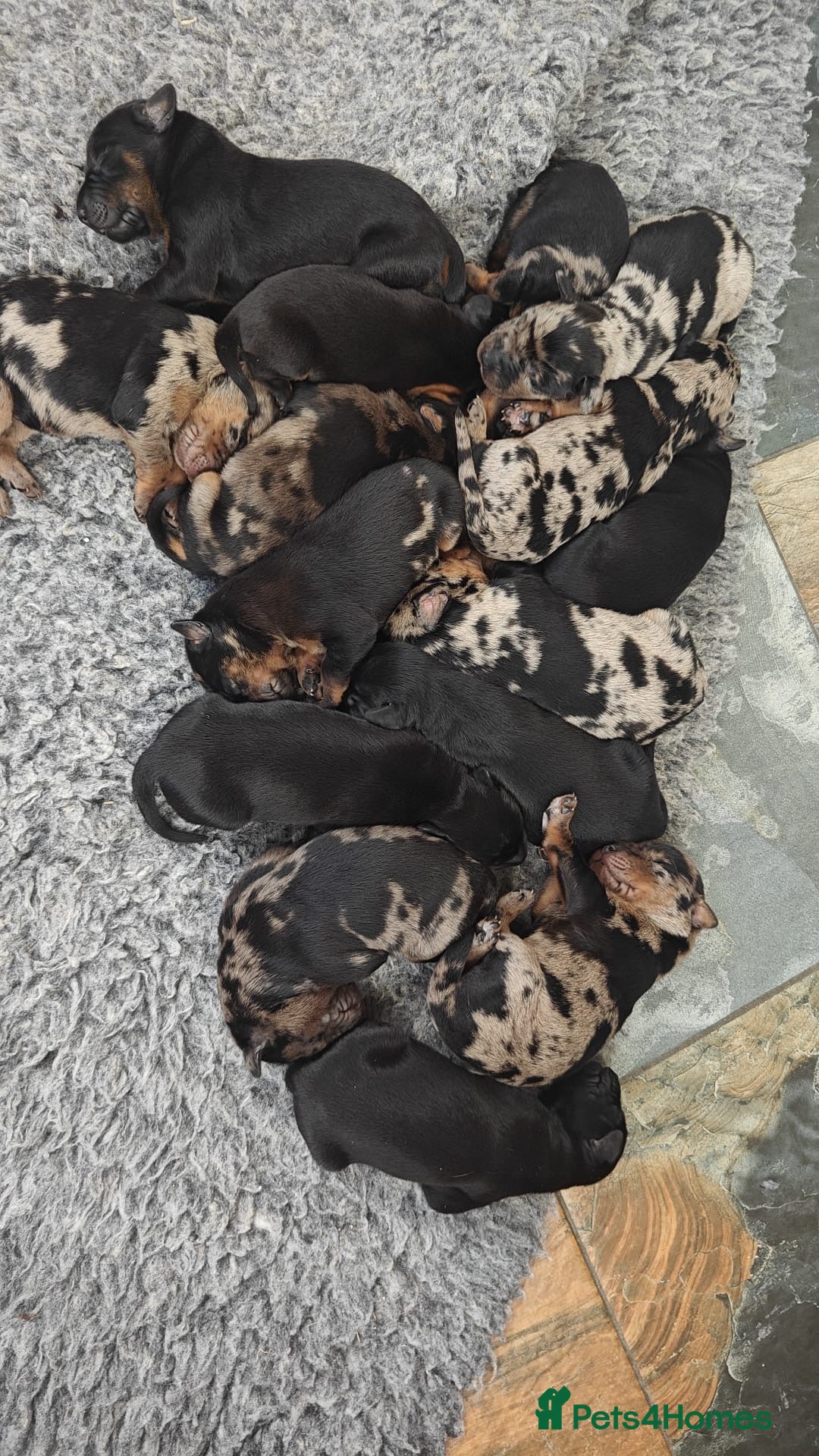 Mixed Breed dogs for sale: Beauceron/Doberman Pups - Image 2