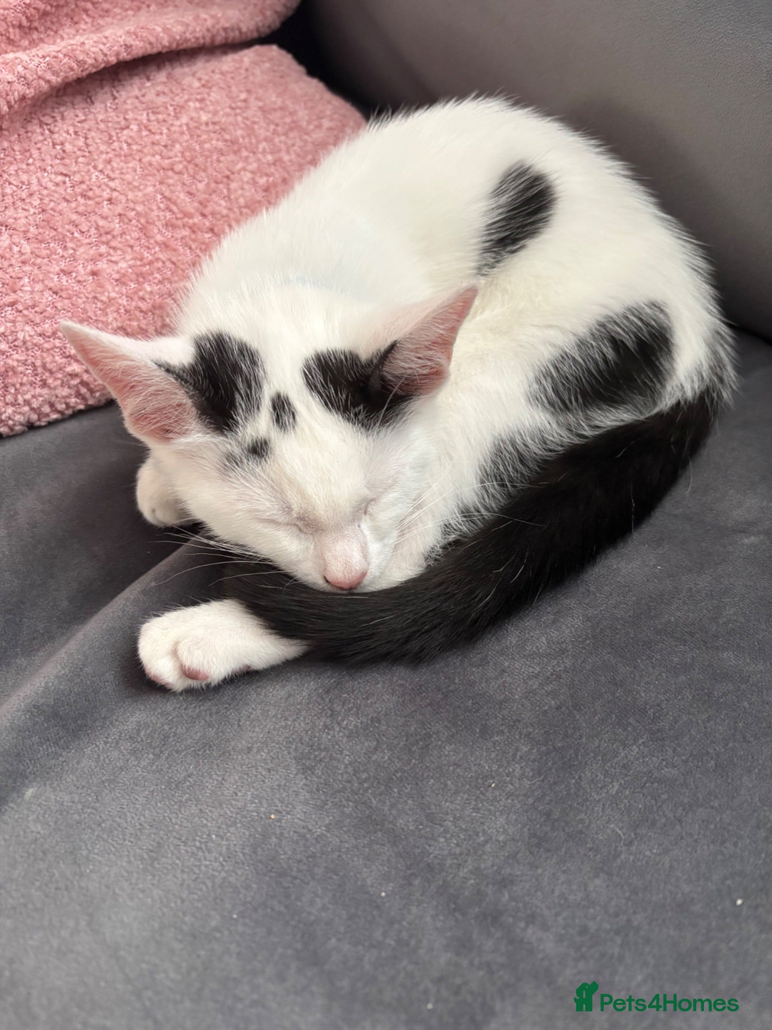 Mixed Breed cats Male kitten - Advert 1