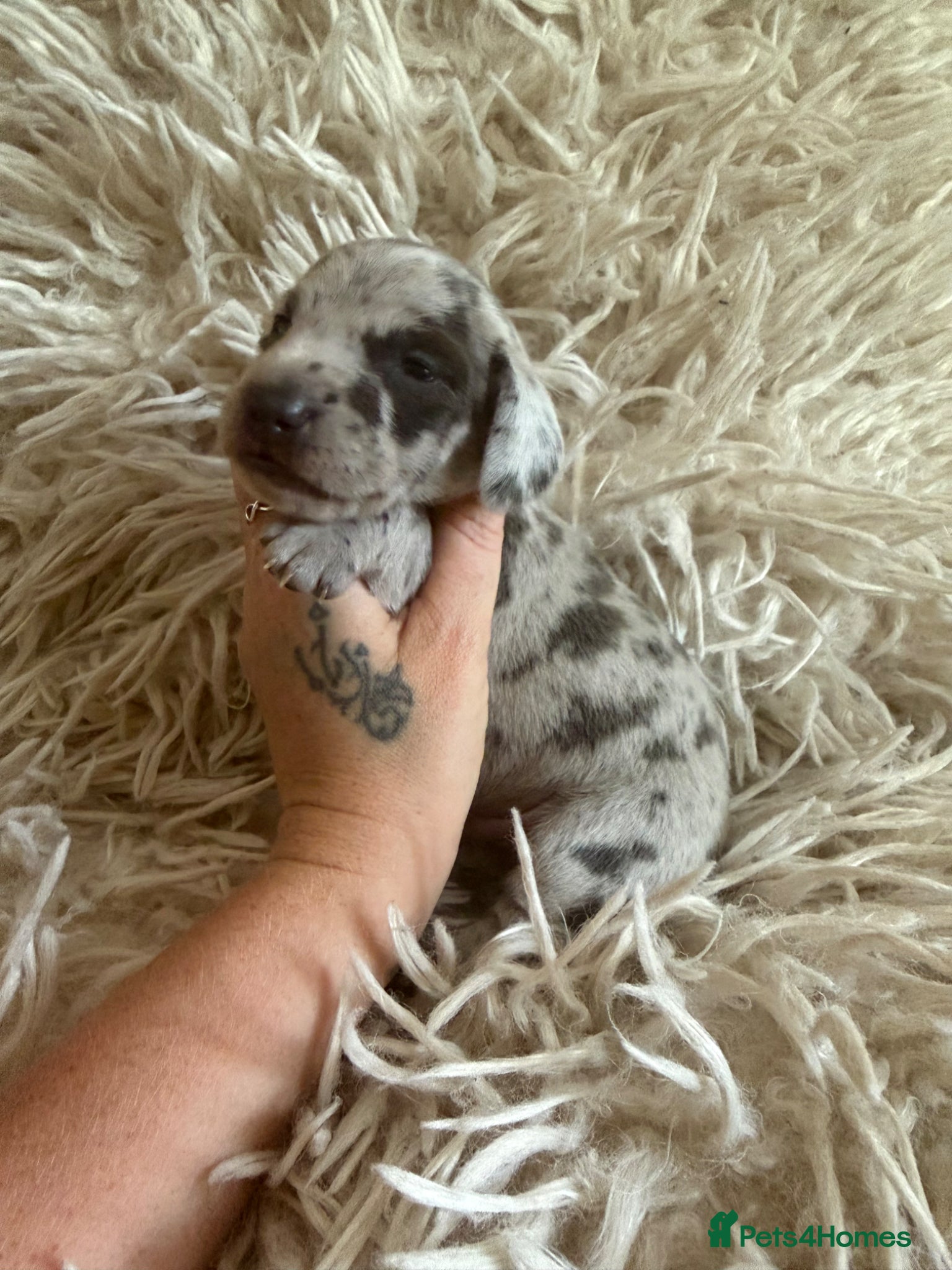 Miniature Dachshund dogs Beautiful KC Registered Miniature Dachshund Pups  - Advert 1
