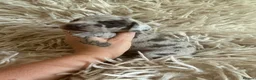 Miniature Dachshund dogs for sale: Beautiful KC Registered Miniature Dachshund Pups  - Advert 1