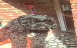 Cockapoo dogs for sale: cockapoos - Image 16
