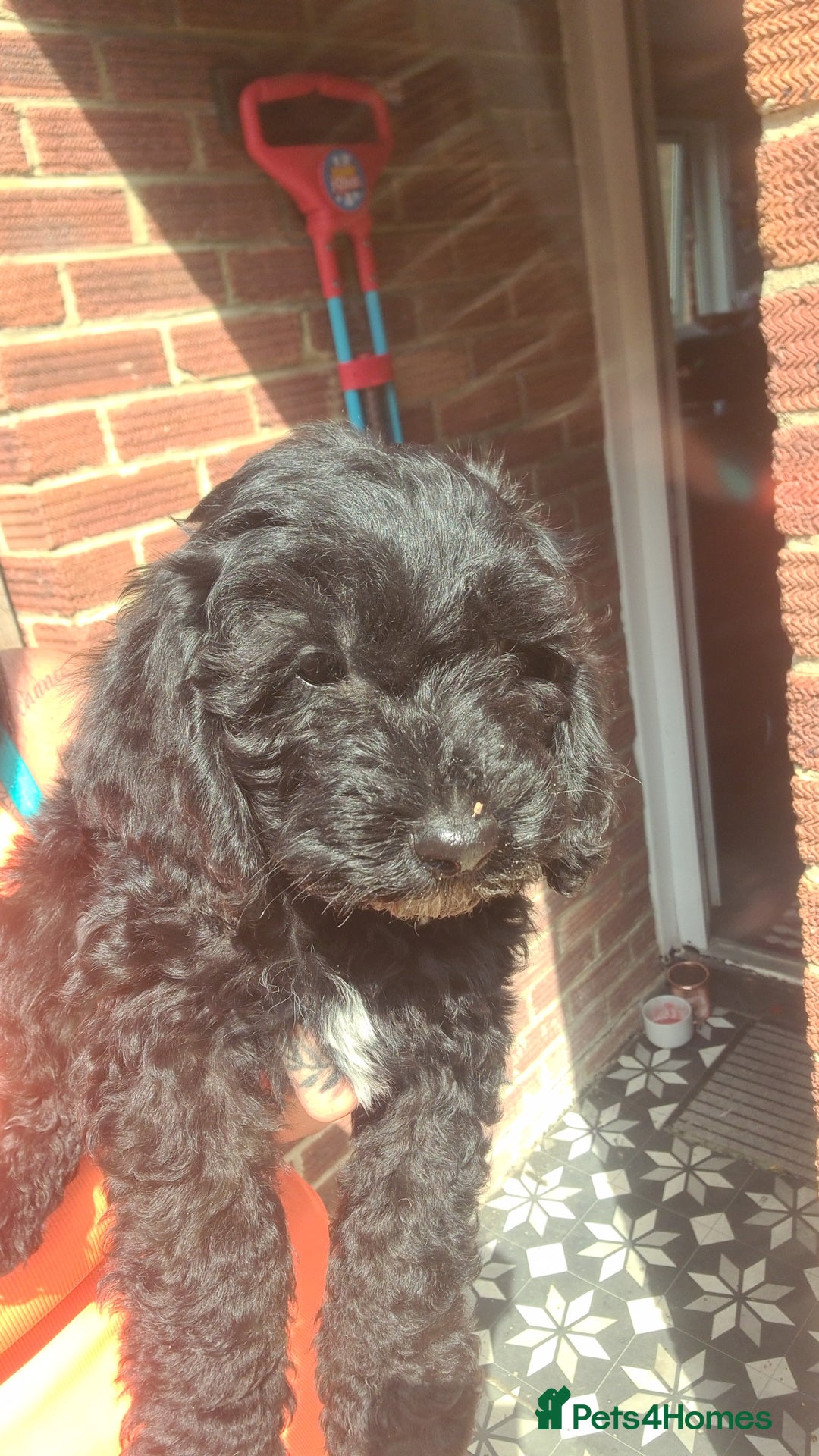 Cockapoo dogs for sale: cockapoos - Image 16