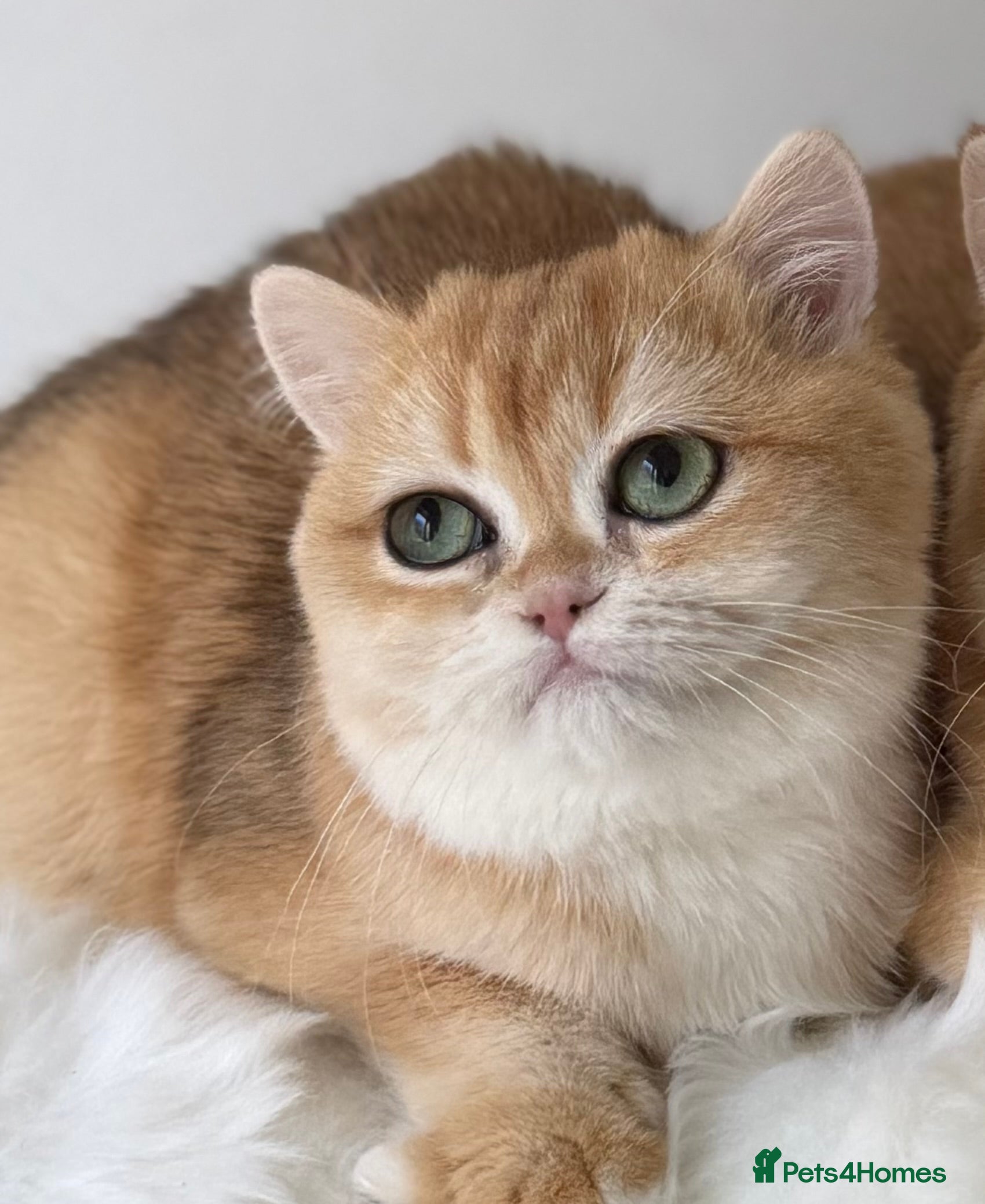 British Shorthair cats British Shorthair Golden kittens  - Advert 2