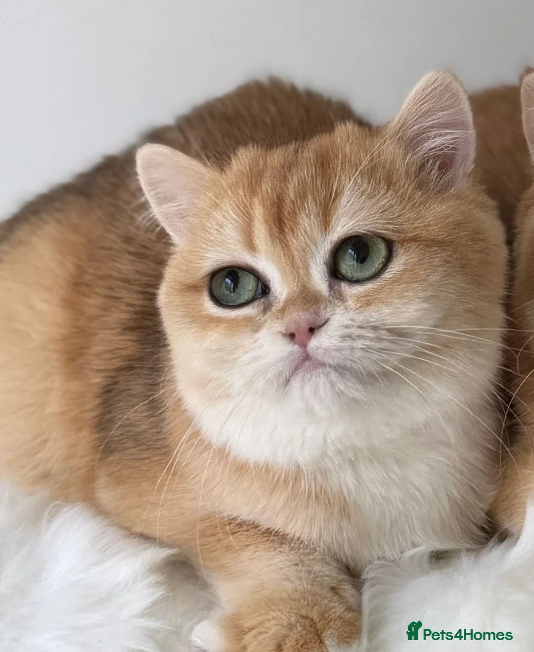 British Shorthair cats for sale: British Shorthair Golden kittens  - Advert 2