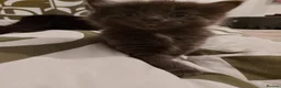 Mixed Breed cats for sale: Beautiful long haired kittens  - Advert 2