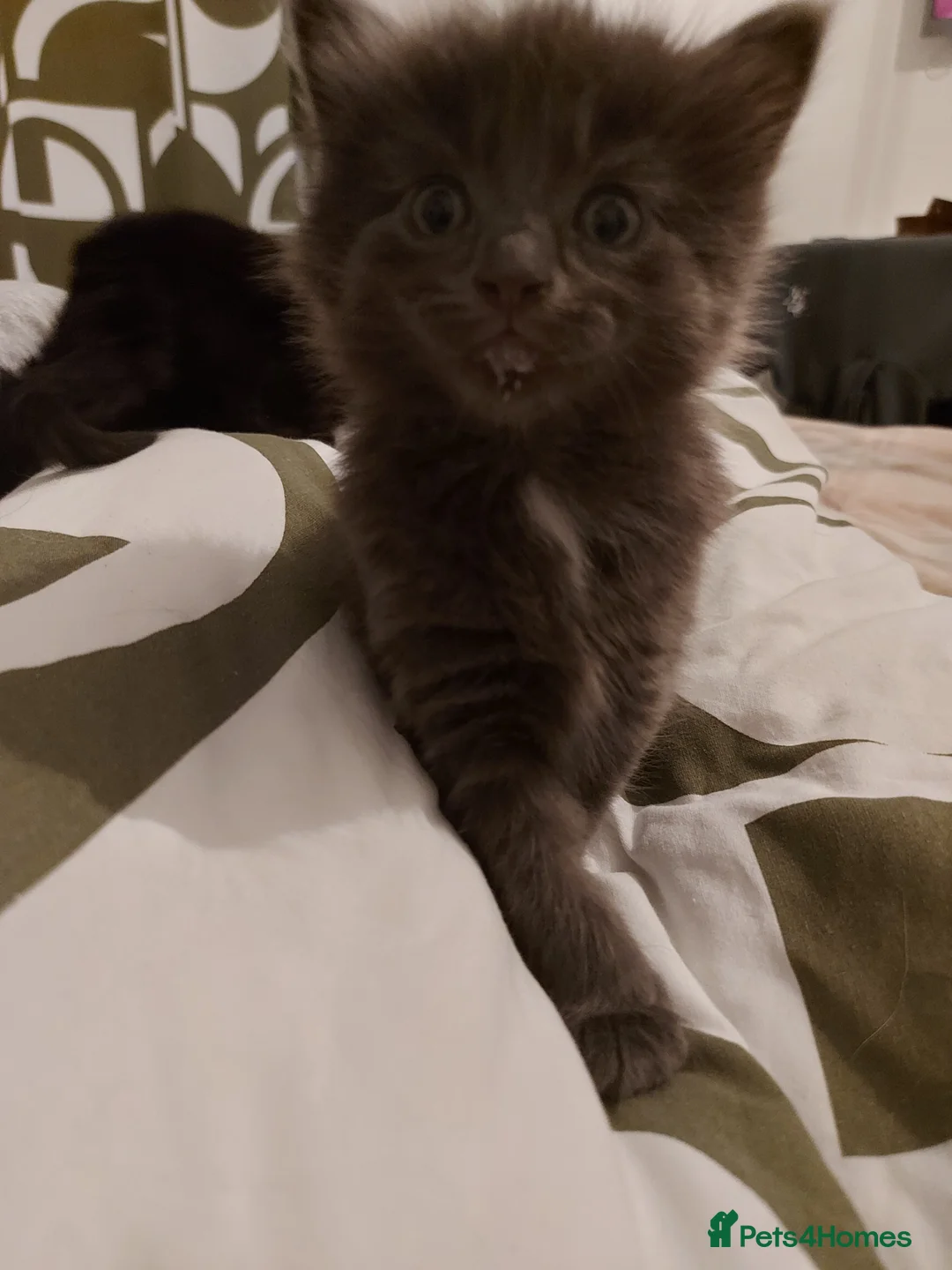 Mixed Breed cats for sale: Beautiful long haired kittens  - Advert 2