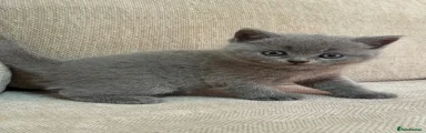 British Shorthair 5