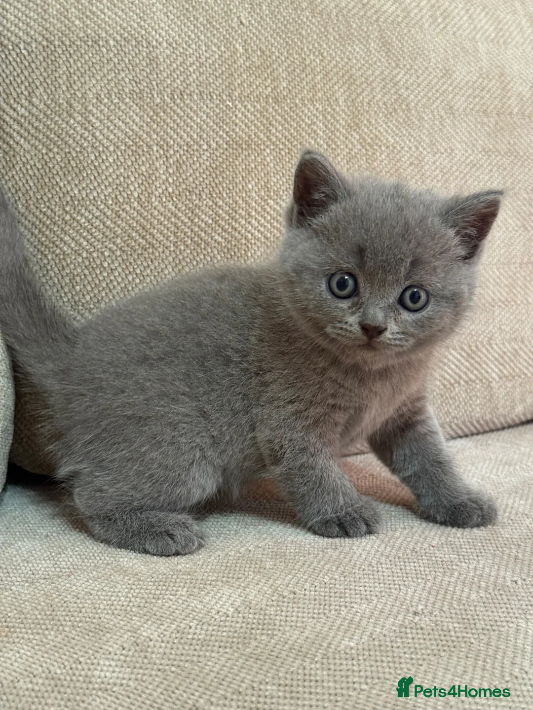 British Shorthair cats for sale: British shorthair kittens  - Advert 11