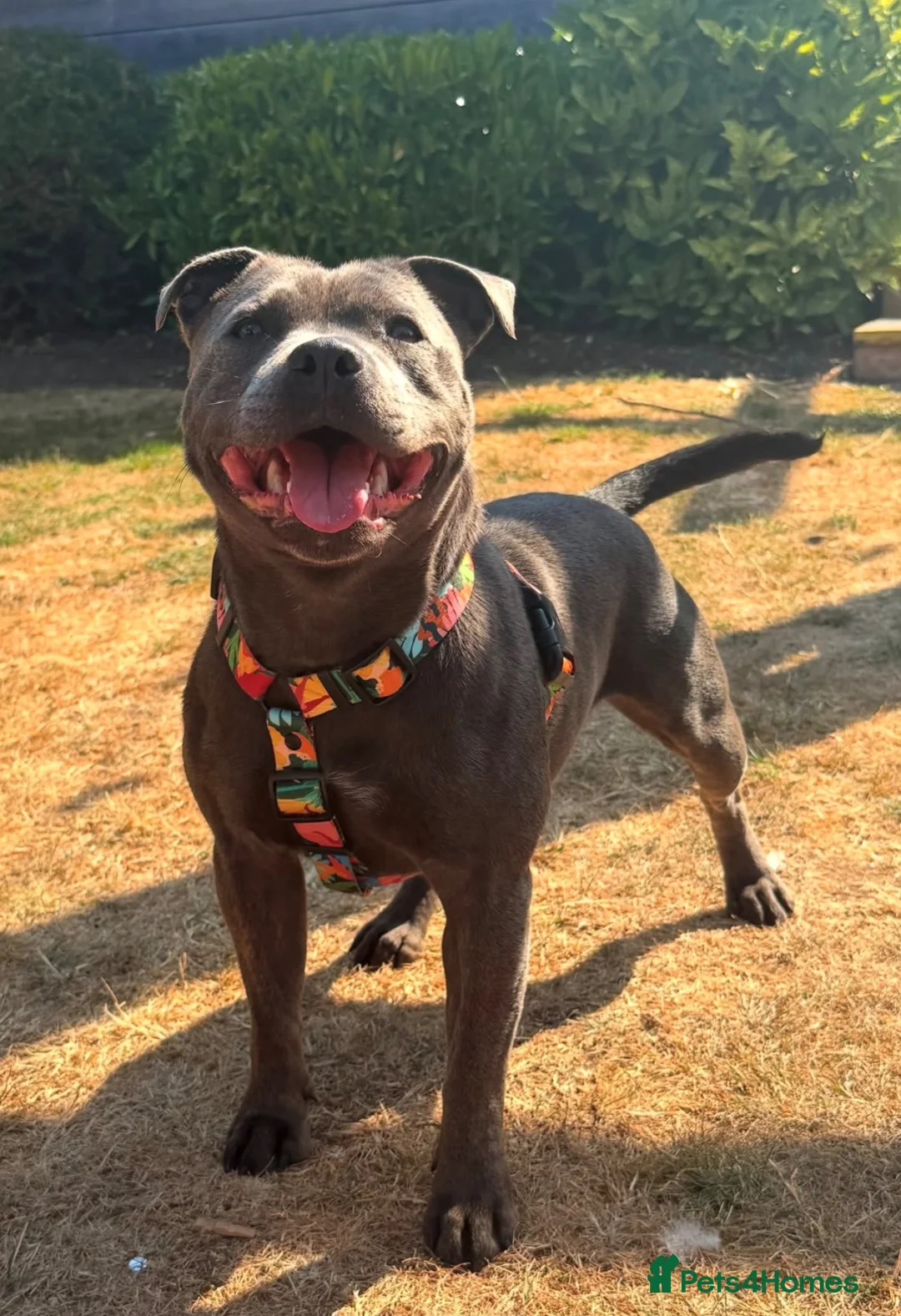 Staffordshire Bull Terrier dogs for sale: Gorgeous staffies to reserve now!  - Advert 2