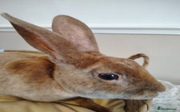 Rex rabbits for sale: Lovely Rex rabbit babies  - Image 13