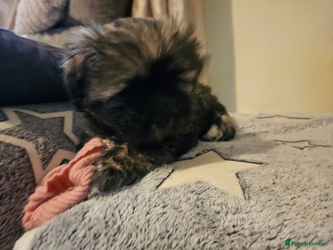 Lhasa Apso dogs for sale: Gorgeous 1 boy left - Advert 4