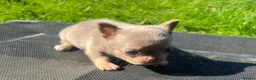 Chihuahua dogs for sale: BEAUTIFUL LILAC AND TAN BOY - Advert 10