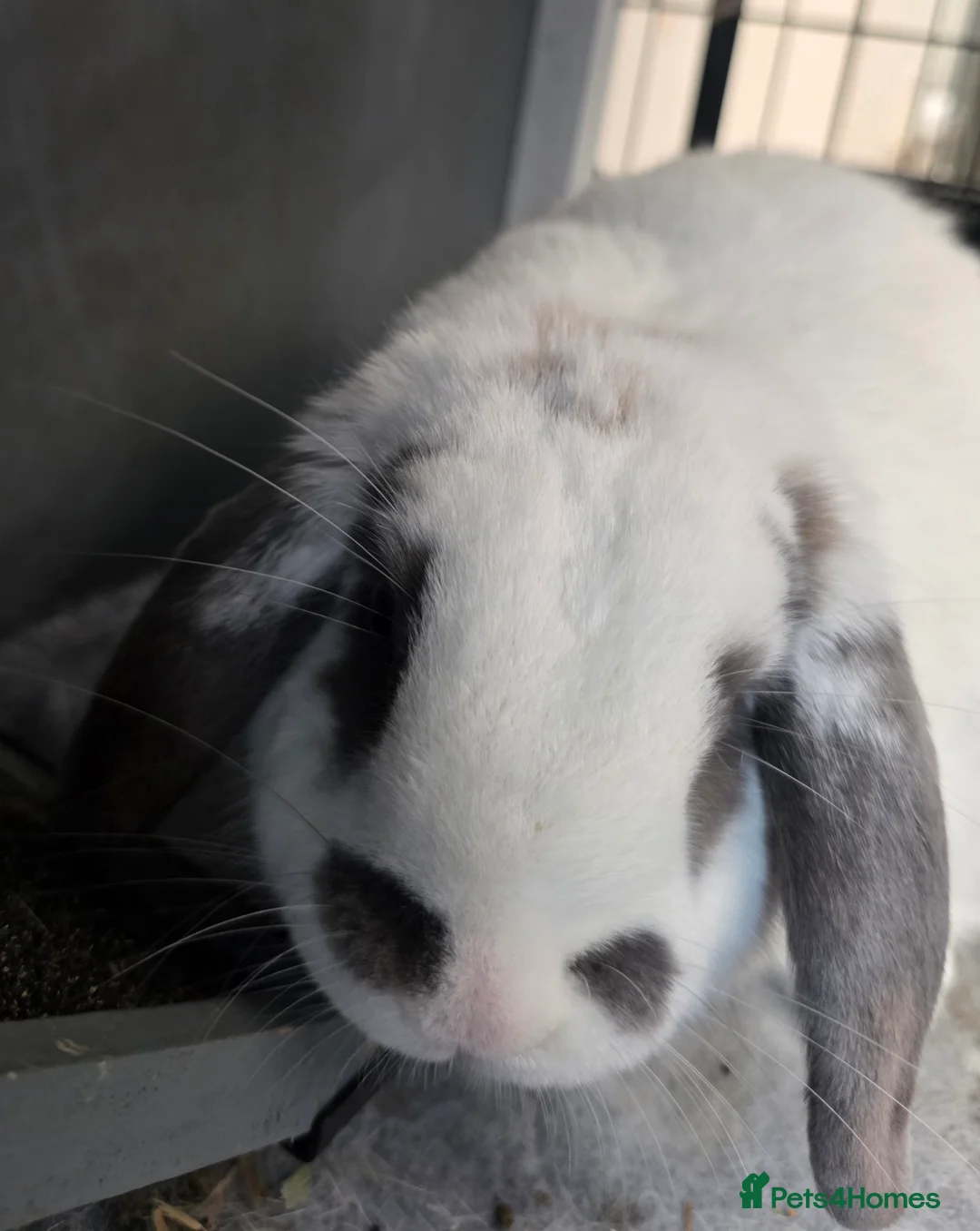 Mini Lop rabbits for sale: Lovely Female Rabbit Looking for a New Home in Chertsey - Advert 4