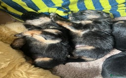 German Shepherd dogs for sale: 🏆quality KC registered long haired GSD pups🏆 - Image 9