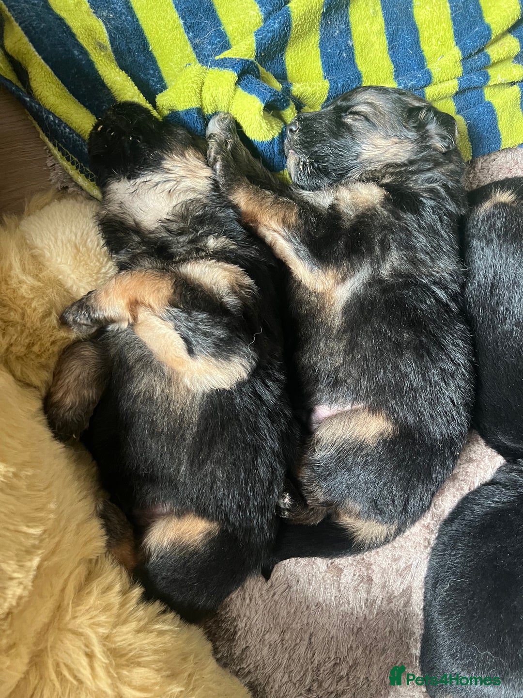 German Shepherd dogs for sale: 🏆quality KC registered long haired GSD pups🏆 - Image 9