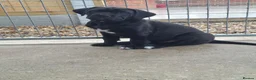 Cane Corso dogs for sale: CANE CORSO PUPPIES - Advert 21