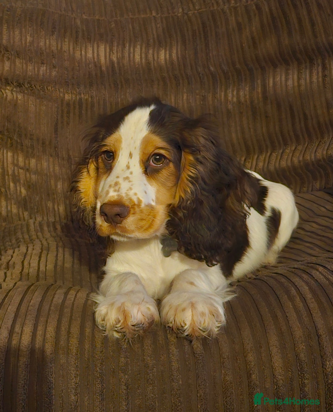 Cocker Spaniel dogs for sale: 17 week Cocker Spaniel - Advert 1