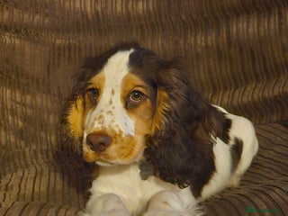 Cocker Spaniel dogs 17 week Cocker Spaniel - Advert 2