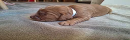 Cocker Spaniel dogs for sale: 4 Red Working Cocker Spaniel Boys - Advert 9