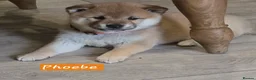 Japanese Shiba Inu dogs for sale: Stunning little Shibas - Advert 23