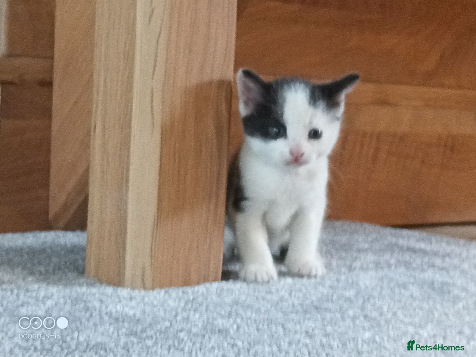 Mixed Breed cats Kittens for sale - Advert 4