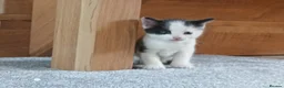 Mixed Breed cats for sale: Kittens for sale in Bishops Castle - Advert 1